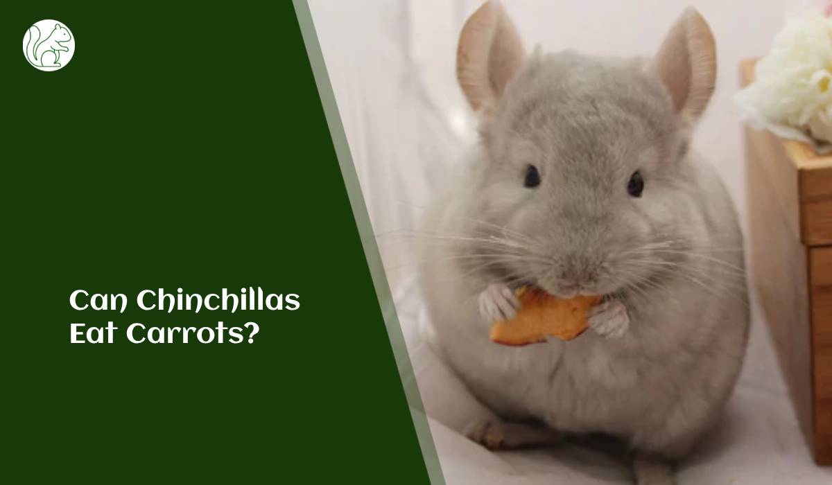 Can Chinchillas Eat Carrots?