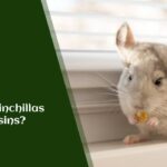 Can Chinchillas Eat Raisins?