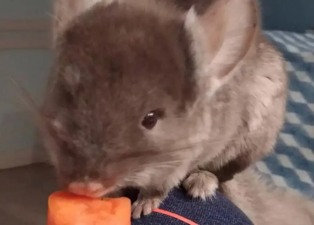 Other Safe Treats for Chinchillas