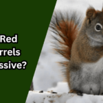 Are Red Squirrels Aggressive