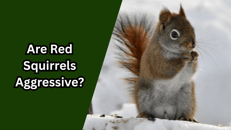 Are Red Squirrels Aggressive