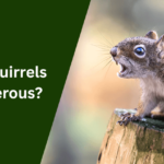 Are Squirrels Dangerous?