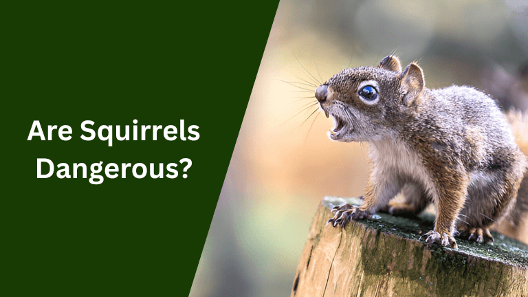 Are Squirrels Dangerous?