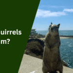 Can Squirrels Swim