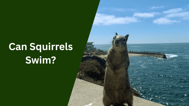 Can Squirrels Swim