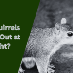 Do Squirrels Come Out at Night