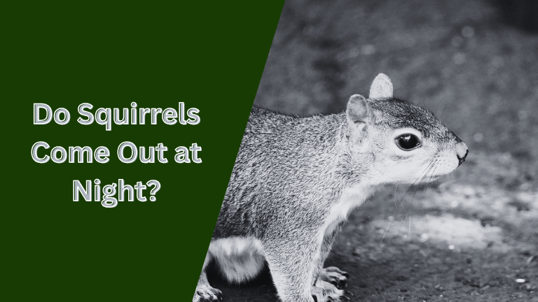 Do Squirrels Come Out at Night