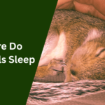 Where Do Squirrels Sleep or Live