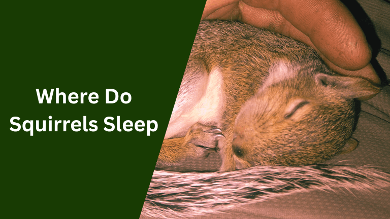 Where Do Squirrels Sleep or Live
