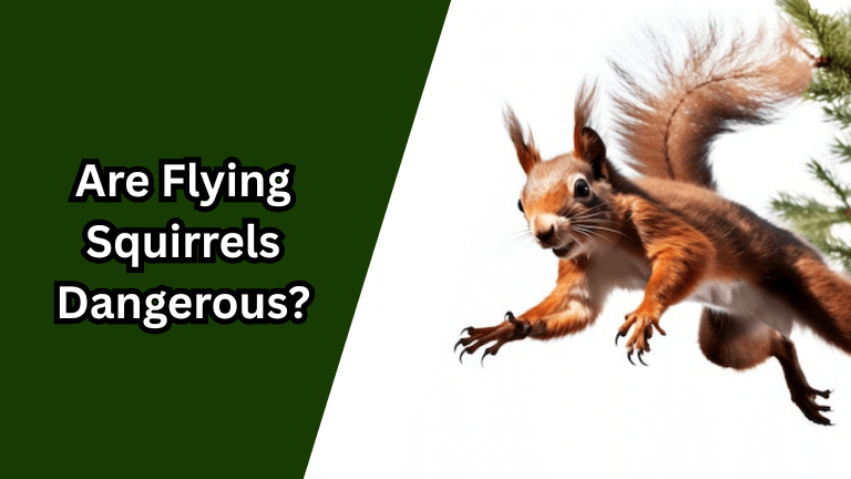 Are Flying Squirrels Dangerous