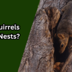 Do Squirrels Build Nests