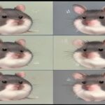A side-by-side comparison illustration showing a standard-sized pet chinchilla and an outline of a hamster to explain common confusion in pet nomenclature.